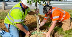 Two workers planting a tree