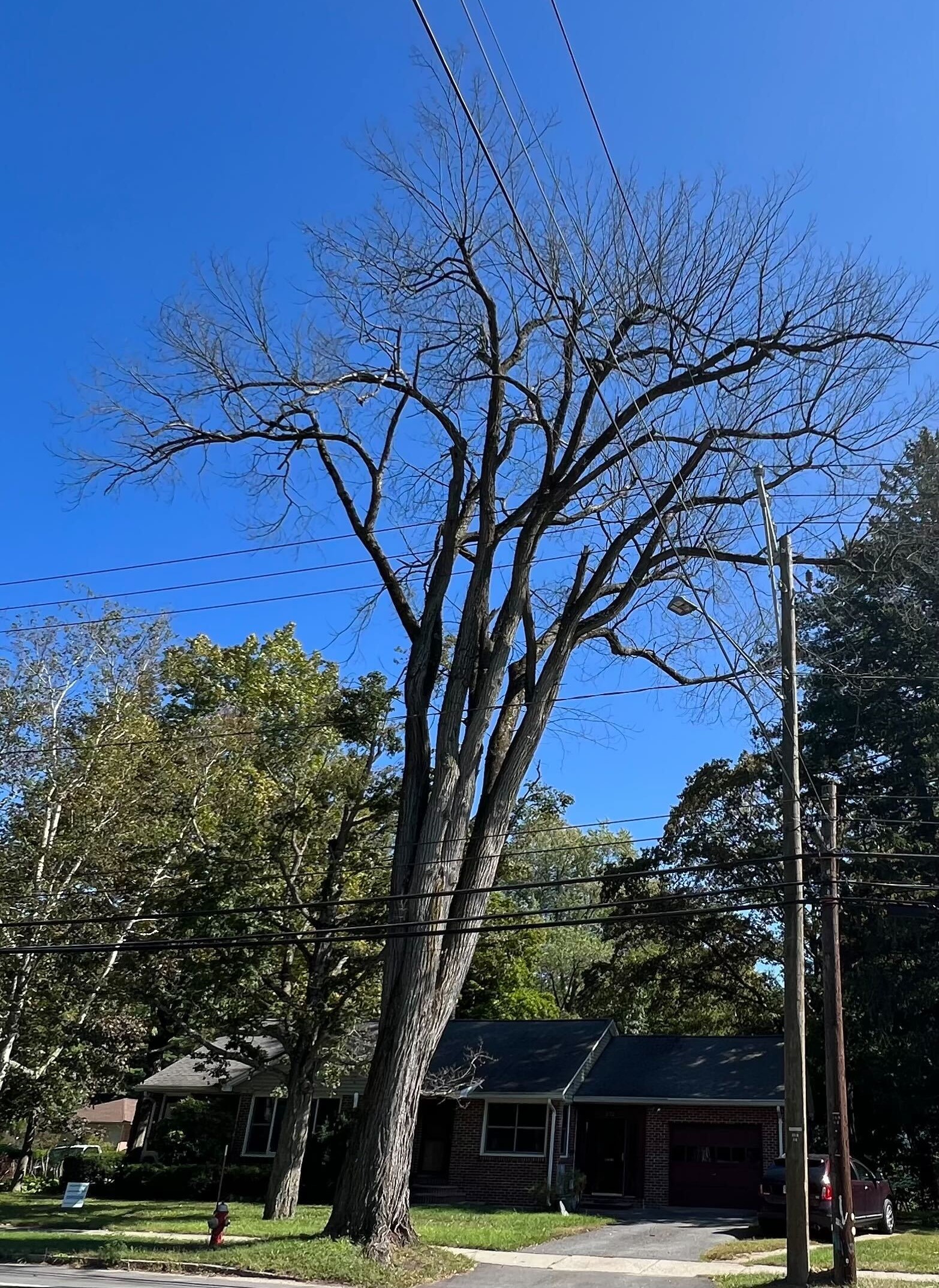 A dead elm tree threatens power lines and public safety in Easthampton.