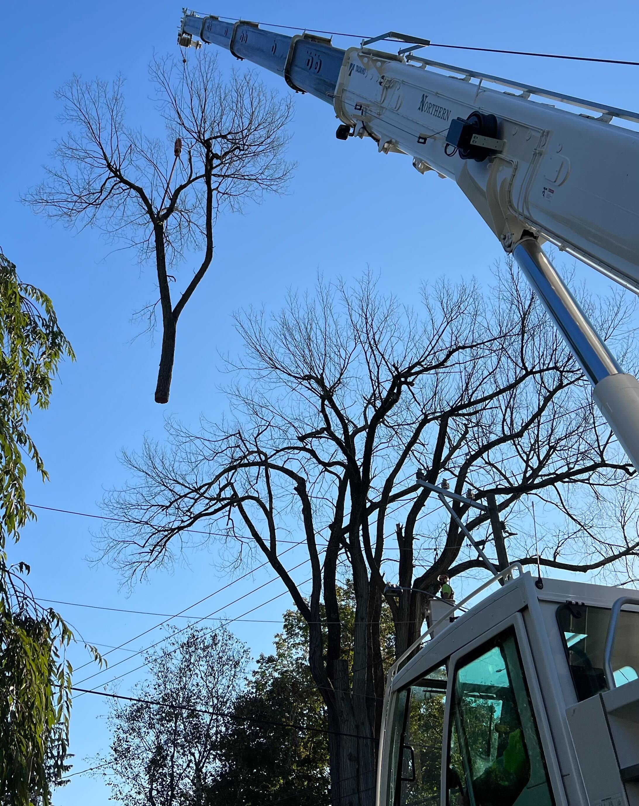 Specially trained Eversource tree crews use heavy equipment to remove a dead elm.