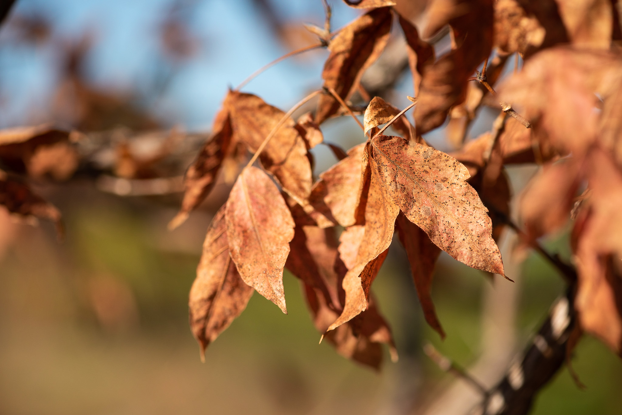 Orange Leaves