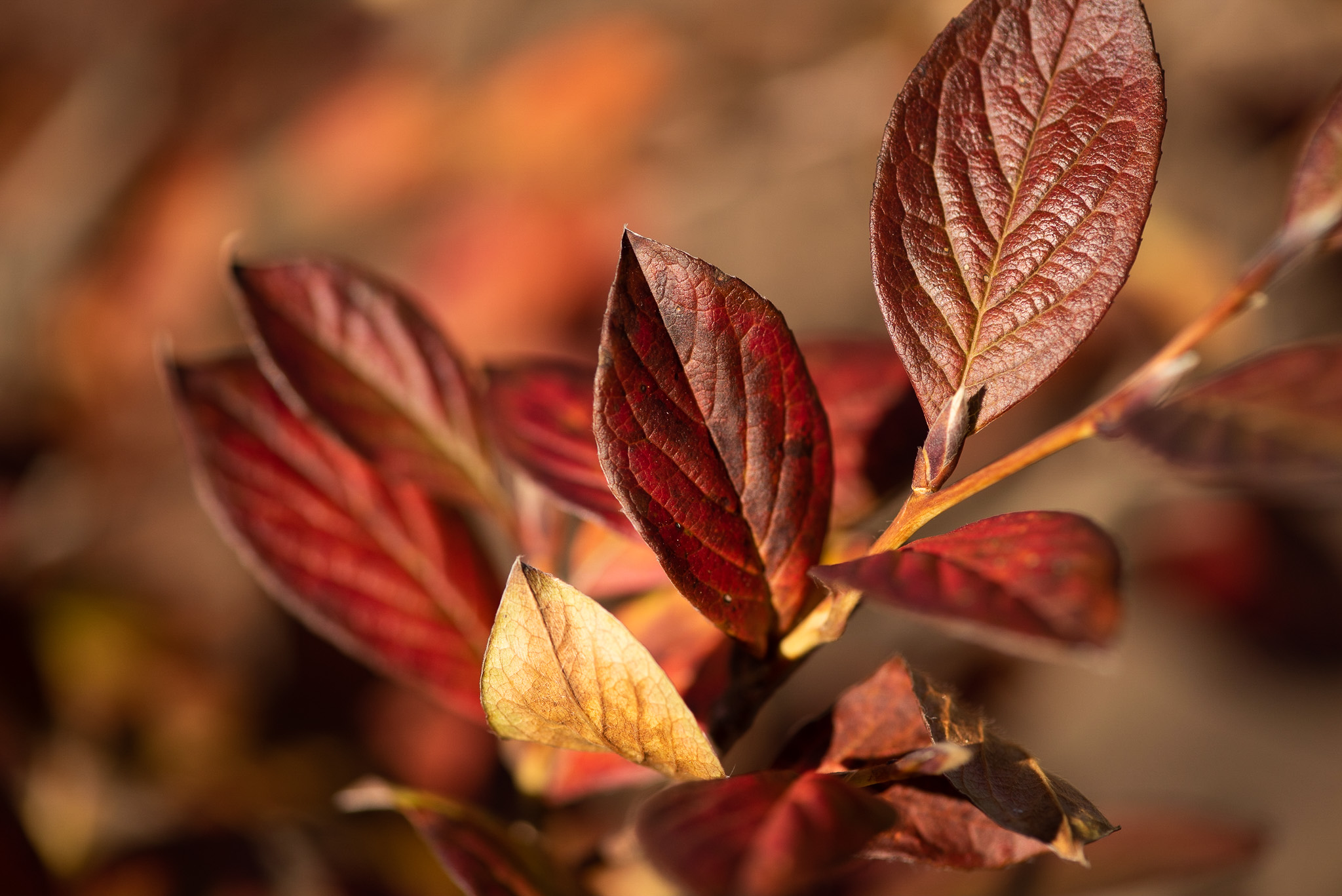 Autumn Leaves