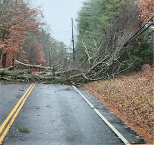 Tree down blocking road