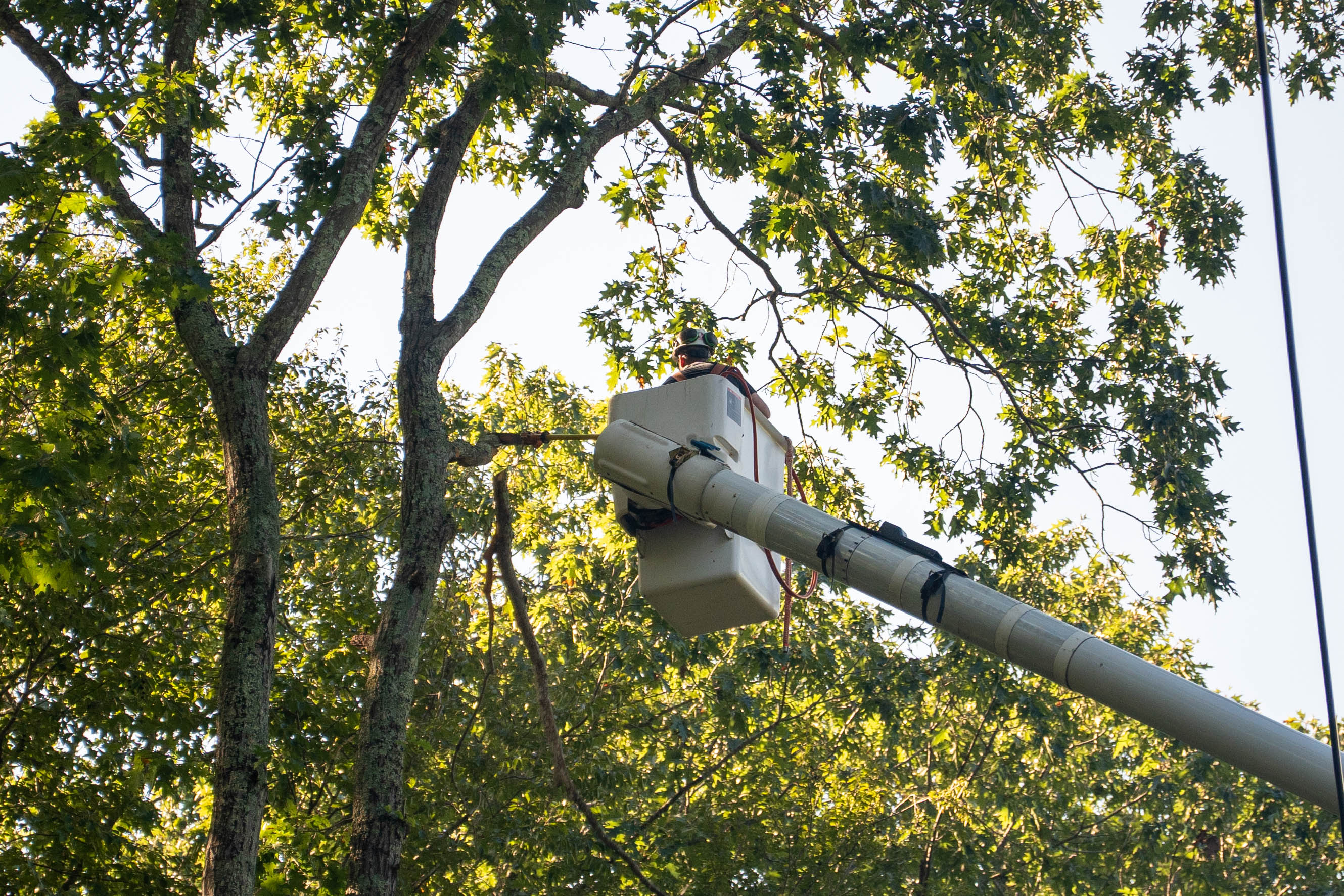 Tree trimming