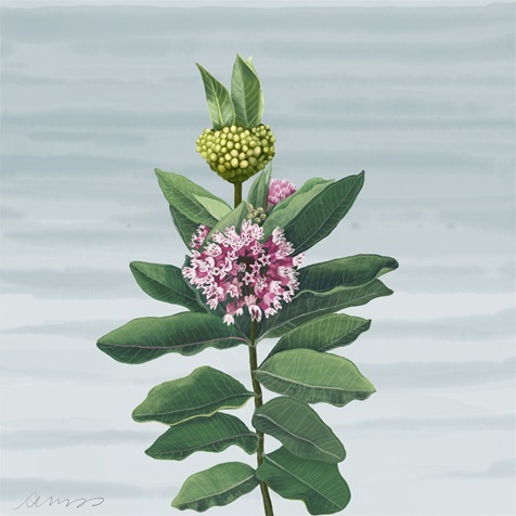 Artist rendering of a Common Milkweed