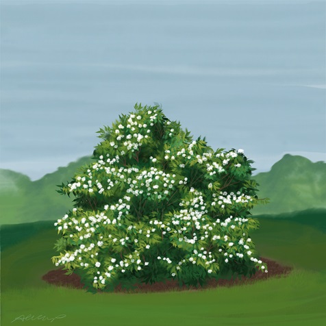 Artist rendering of a Grey Dogwood