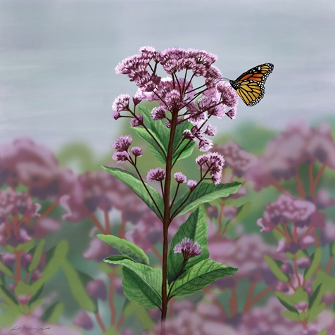 Artist rendering of a Joe Pye Weed