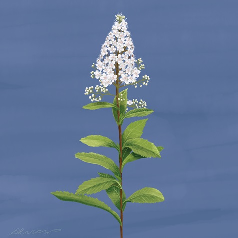 Artist rendering of a Spirea Alba plant