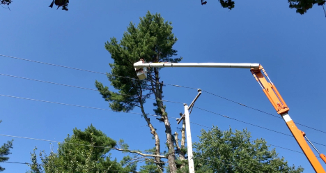Eversource tree crews trim branches around an electric distribution line