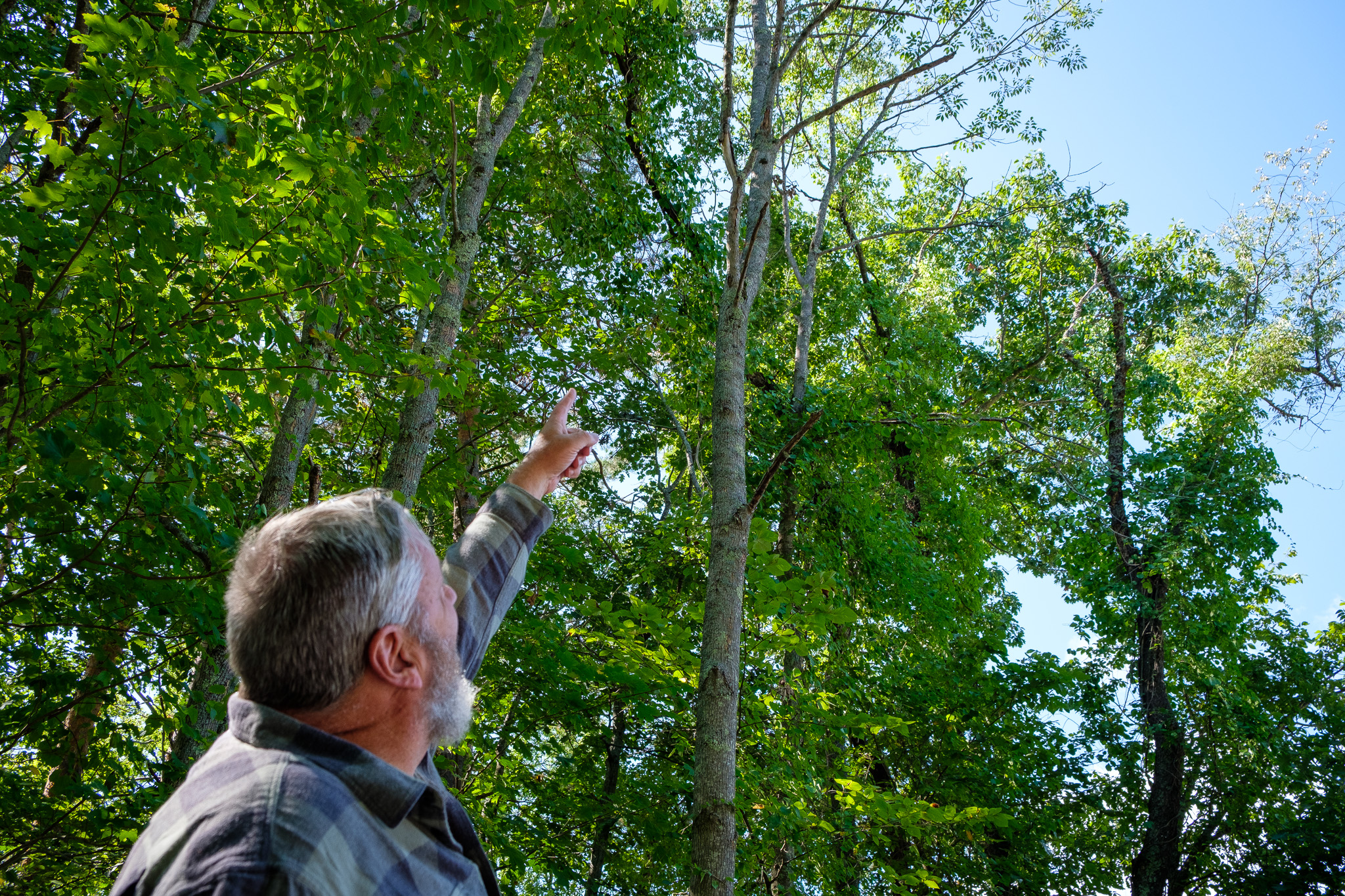 Bob Allen pointing to tree