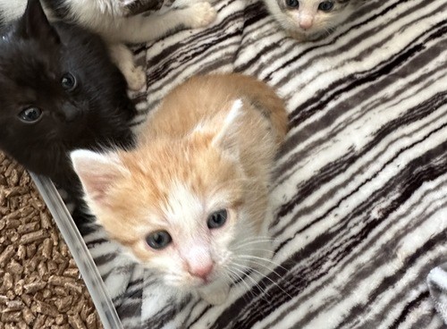 kittens-promo-crop