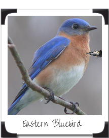 Eastern Bluebird