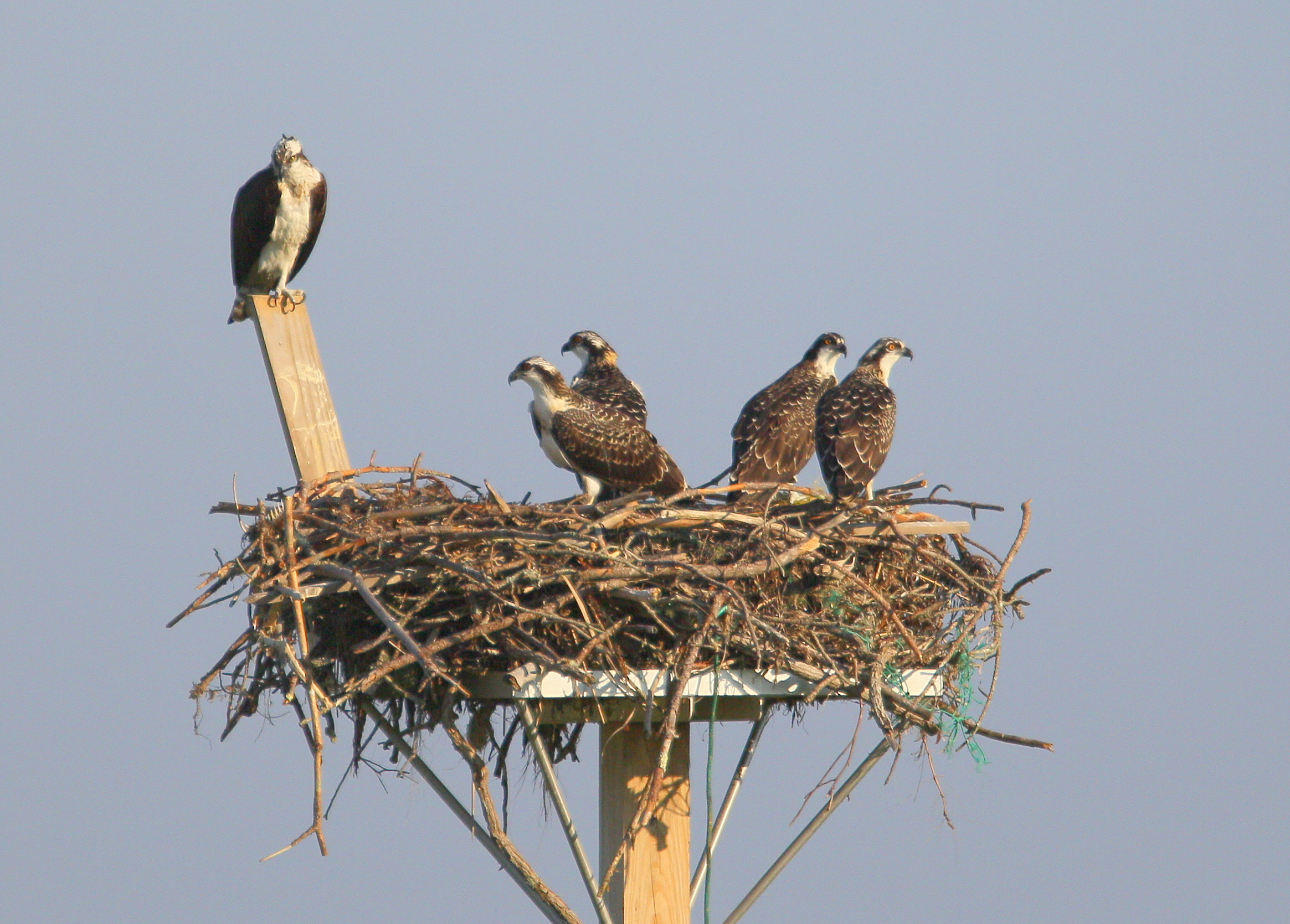 osprey-nest