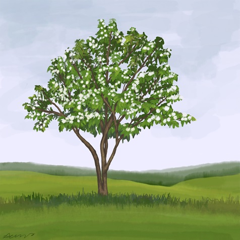 blackhaw-viburnum blackhaw-viburnum
