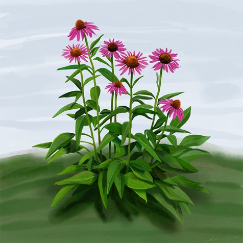 cone-flower cone-flower