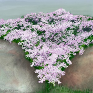 creeping-phlox creeping-phlox