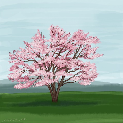 flowering-dogwood flowering-dogwood