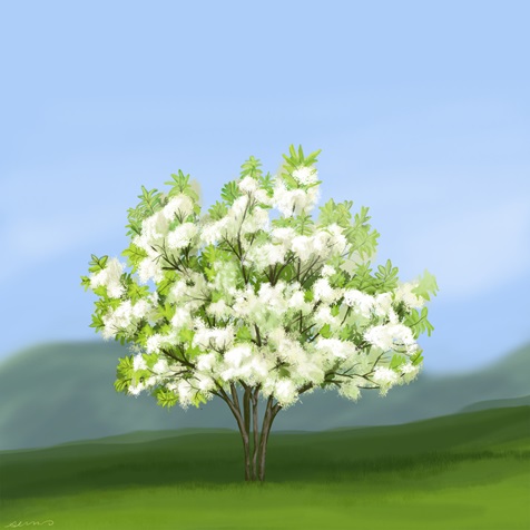 fringetree fringetree