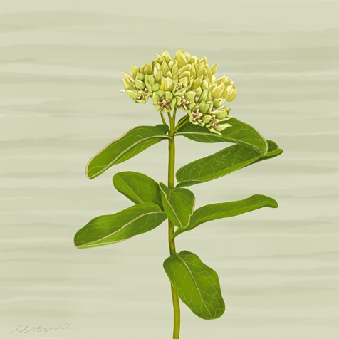 green-milkweed
