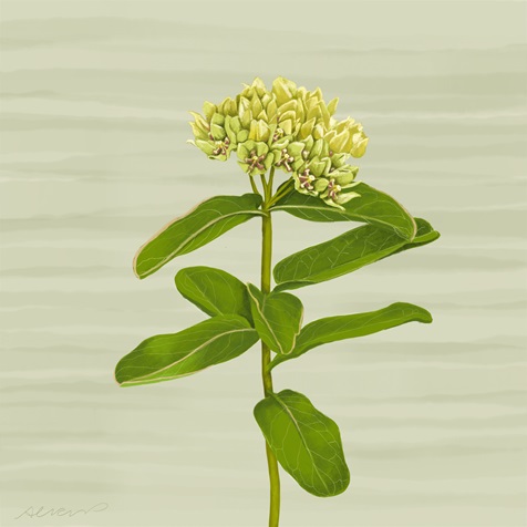 green-milkweed green-milkweed