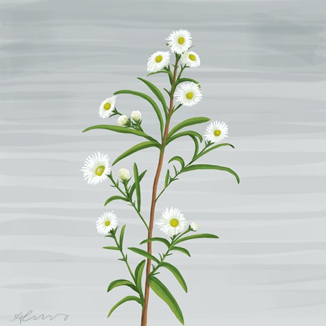 heath-aster heath-aster