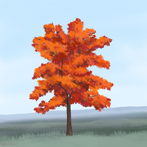 korean-maple