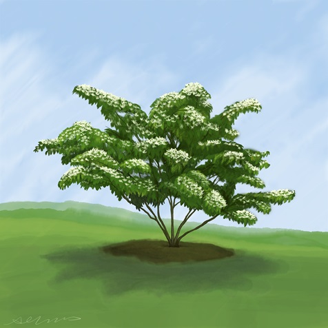 kousa-dogwood kousa-dogwood