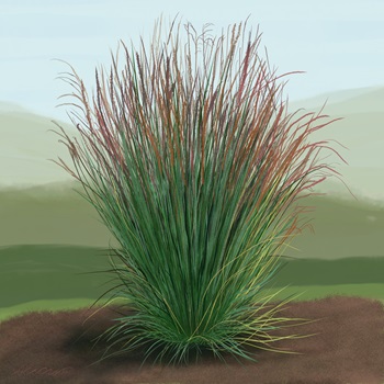 little-blue-stem-grass