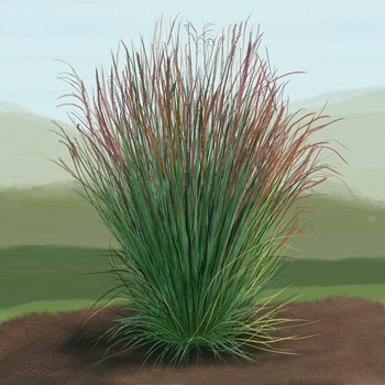 little-blue-stem-grass little-blue-stem-grass