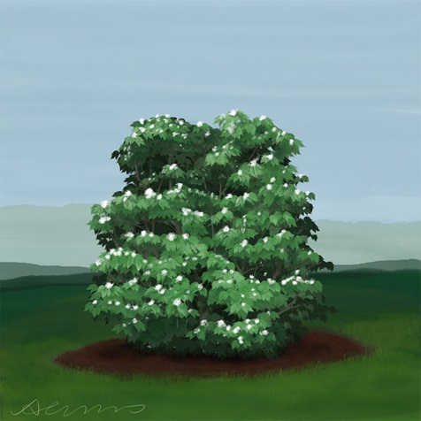 mapleleaf-viburnum mapleleaf-viburnum