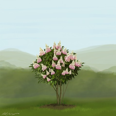 panicle-hydrangea panicle-hydrangea