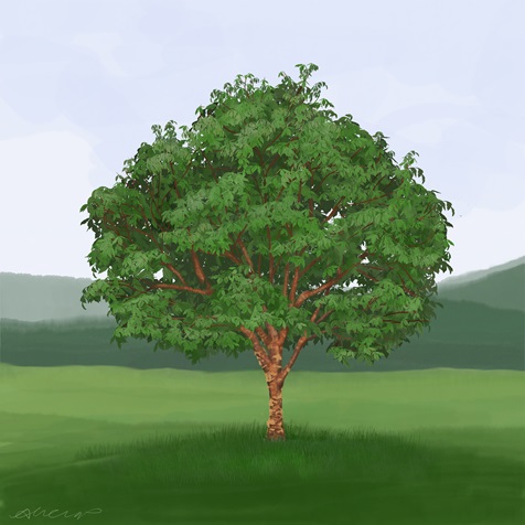 paperbark-maple paperbark-maple
