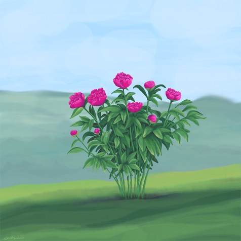 peony peony