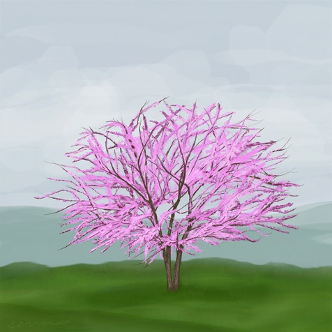 redbud redbud