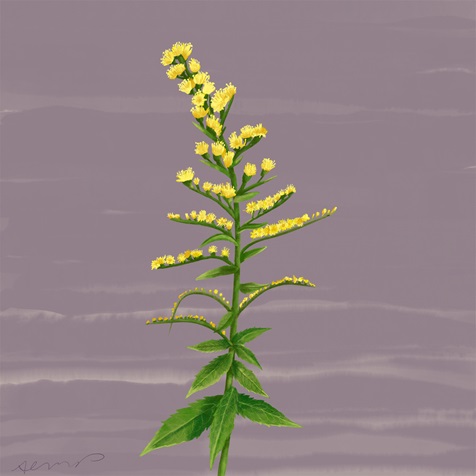 rough-goldenrod rough-goldenrod