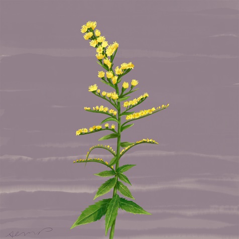 rough-goldenrod