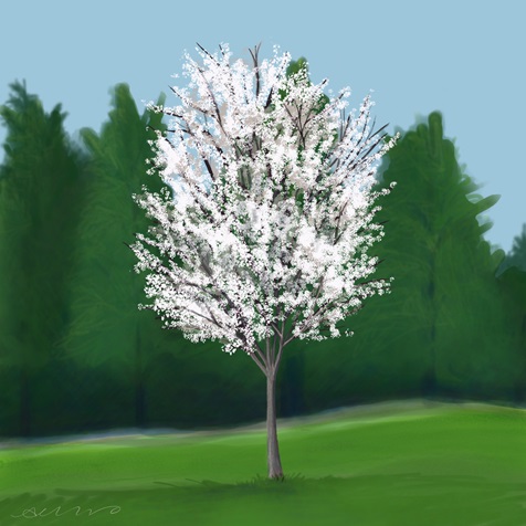 serviceberry serviceberry