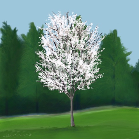 serviceberry