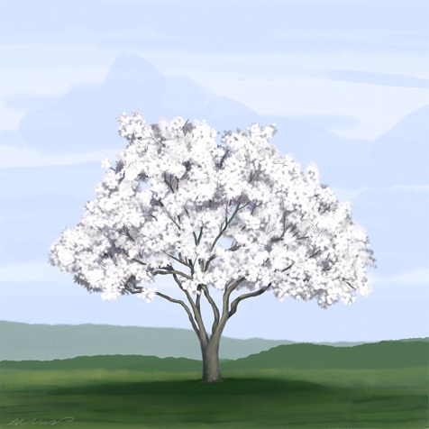 star-magnolia