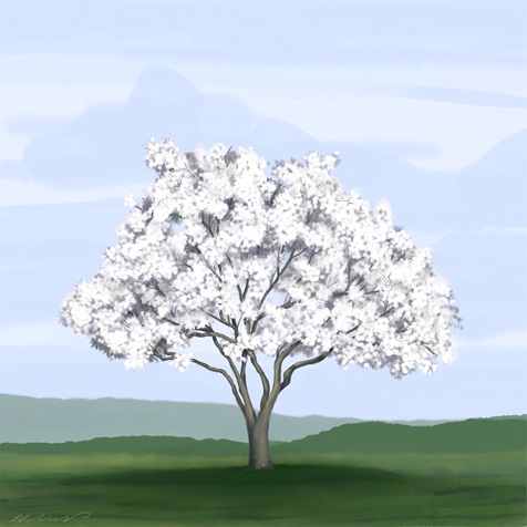 star-magnolia star-magnolia