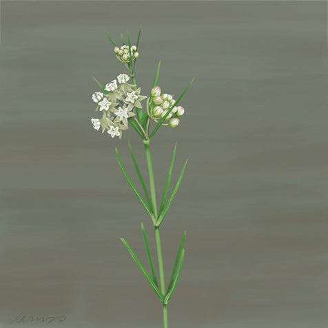 whorled-milkweed