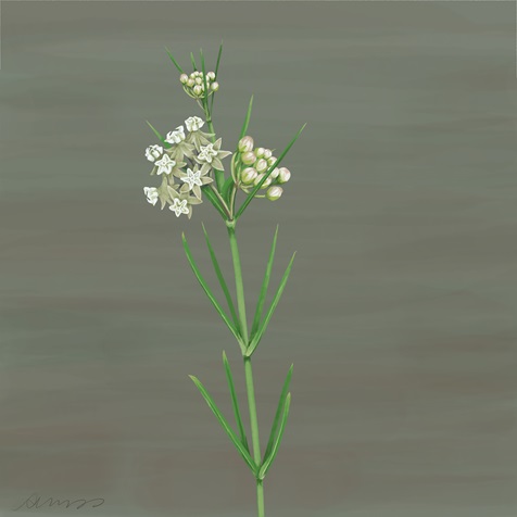 whorled-milkweed whorled-milkweed