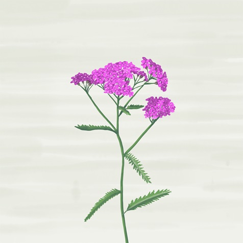yarrow yarrow