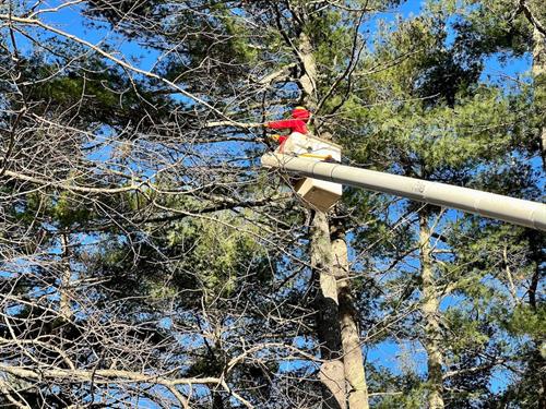 Tree Work in Amherst