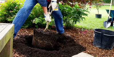 Digging to plant tree for blog promo