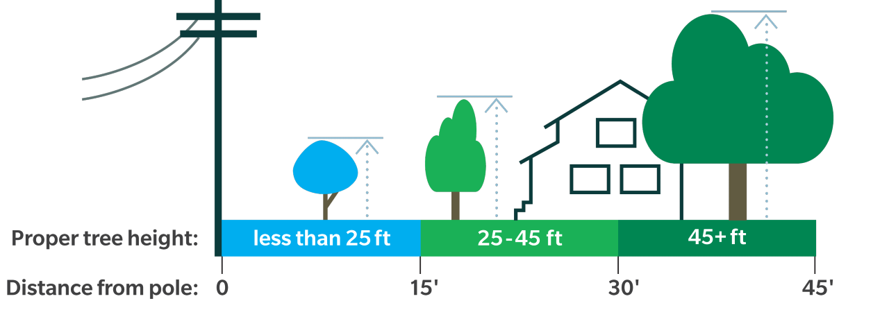 tree-planting-height