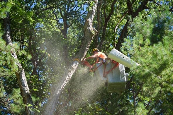 Tree Trimming 2020