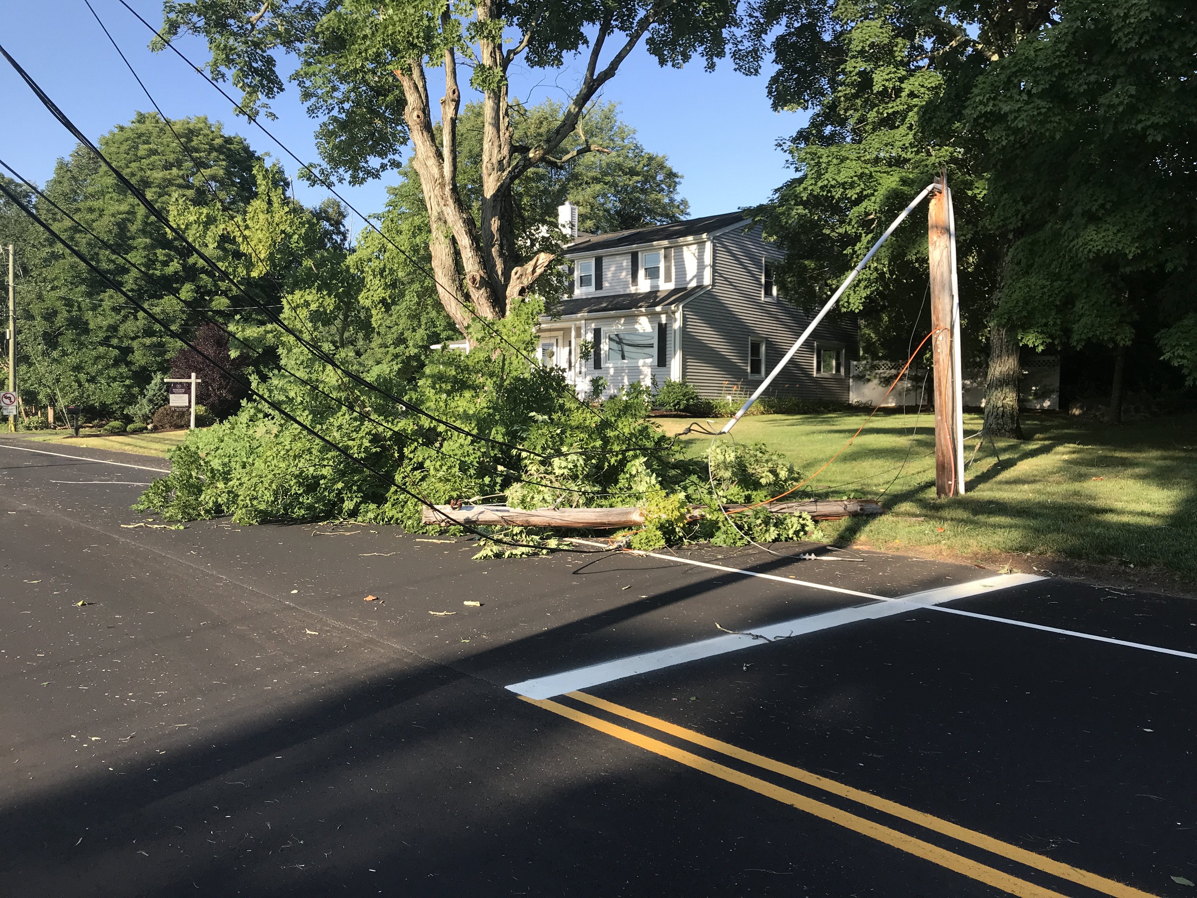 Trees on wires on Route 167 in Avon