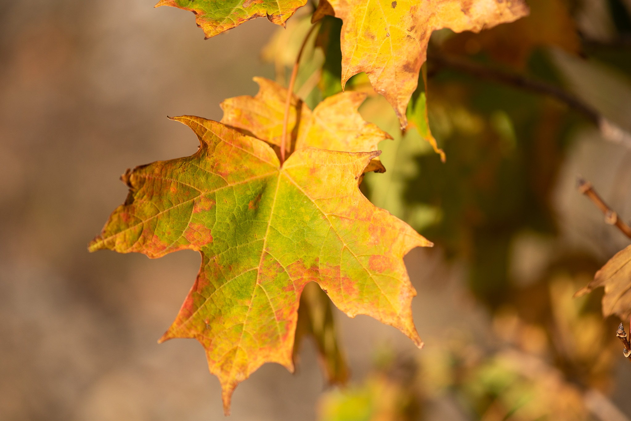 Autumn-Leaf