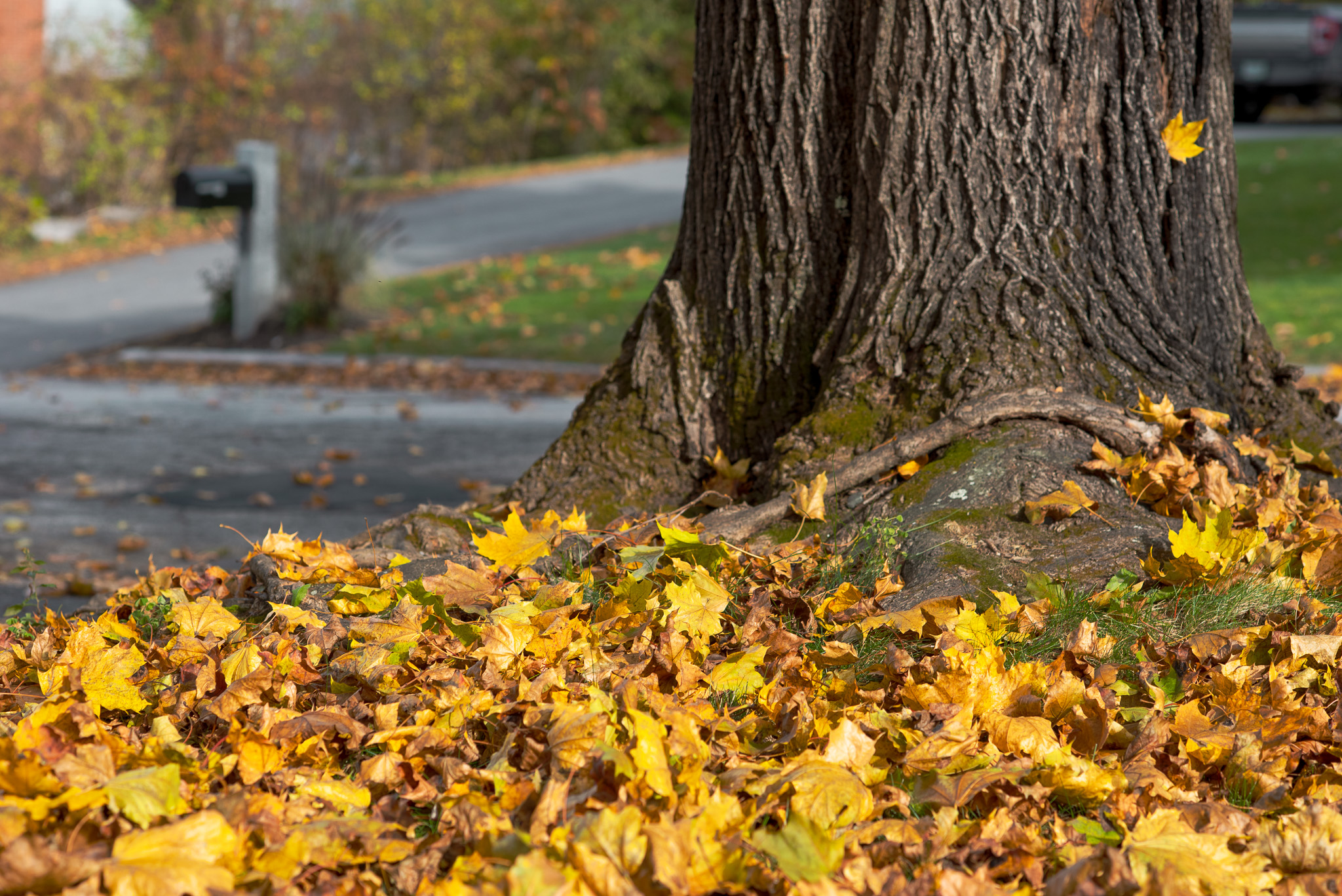 Autumn-Leaves-and-Tree