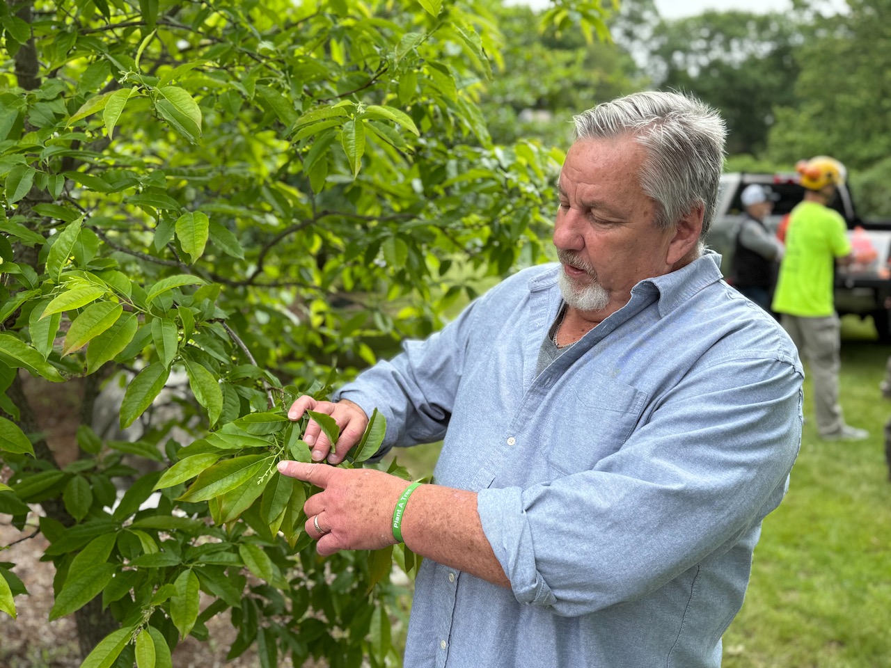 Bob Discussing Sourwood Tree
